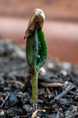 Pflanze wächst und gedeiht aus dem eigenen Kern, Plant grows and thrives from its own core