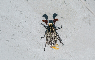 black and white wasp