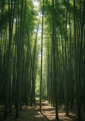 Fototapeta premium Serene Bamboo Forest Path - Tranquil bamboo grove, sunlight filtering through leaves, peaceful atmosphere, nature's serenity, spiritual journey