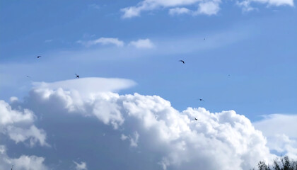 Birds flying over fluffy clouds