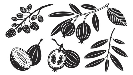Black and White Vector Illustration of Various Exotic Fruits and Leaves on Branches for Design Elements