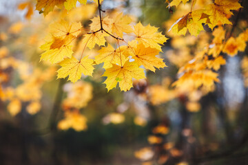 Autumn season background with a branch with maple leaves in the foreground and a blurred autumn background in park, autumn concept background for website design, template  web banner
