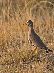 Wattled Lapwing Standing in Grass