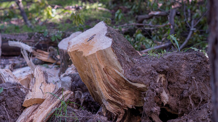 firewood in the firewood