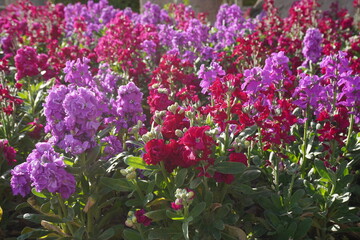 Fototapeta premium Red and purple Brompton stock or common stock (Matthiola incana)