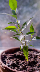 nature plants