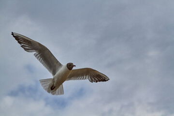 Obraz premium A striking image of a seagull in mid-flight, captured with its wings spread wide against a dramatic cloudy sky. The bird’s posture and the textured clouds evoke a sense of freedom and motion