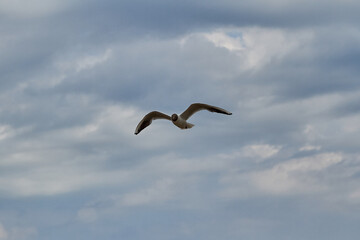 A dynamic image of a lone seagull soaring through the air with wings fully extended. The bird is silhouetted against a moody, cloud-filled sky in shades of gray and blue, evoking themes of freedom