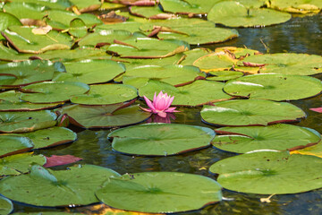 A single vibrant pink water lily stands out in full bloom amid a dense spread of green lily pads floating on a calm pond.