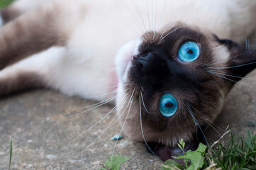 Snow shoe cat blue eyes © bonnita