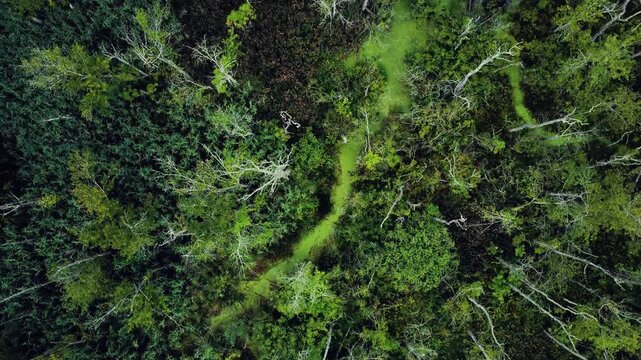 Wetlands and trees overhead shot 7