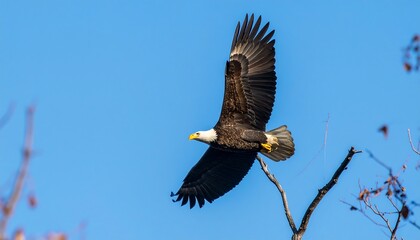 Obraz premium Bald eagle soaring, blue sky background
