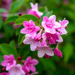 Pink flower cluster close-up