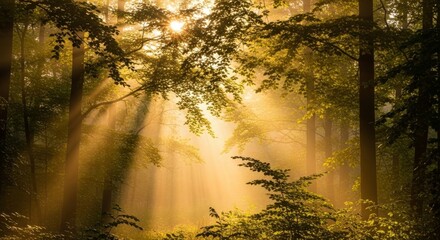 Obraz premium Sunlit Forest Path - Golden sunlight filters through leaves, creating magical beams. Symbolizing peace, serenity, nature's beauty, hope, and renewal