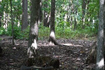 Trees in a forest with sun peaking through the leaves