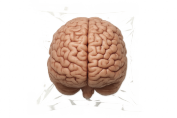 Human brain generating ideas with electrical activity on transparent background