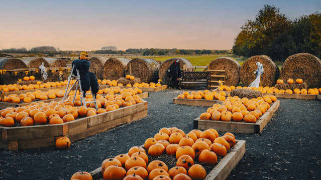 Pumpkin patch field halloween with skeleton