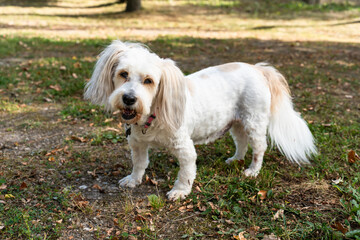 Cute white dog with long ears and fluffy tail standing on a forest path outdoors.