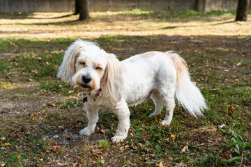 Cute white dog with long ears and fluffy tail standing on a forest path outdoors.