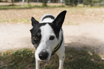 Close-up portrait of a black and white dog with attentive eyes, wearing a harness, standing outdoors on an autumn park.