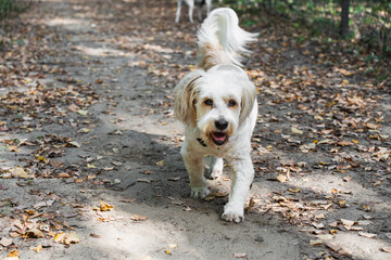 white dog walking in an autumn park
