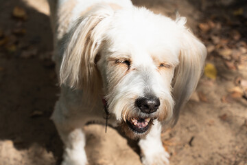 Cute white dog with long ears and fluffy tail and closed eyes standing on a forest path outdoors