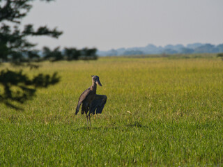 Shoebill stork standing tall in grassy wetland habitat
