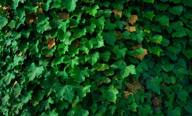 ivy leaves background, close up lush green texture