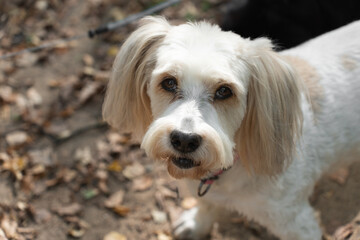Cute white dog with long ears and fluffy tail standing on a forest path outdoors, looking at camera, top view