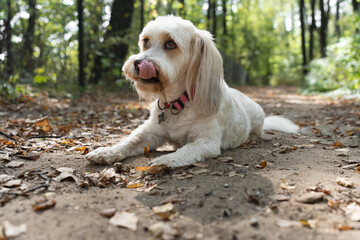 Cute white dog with long ears lying on a forest path covered with autumn leaves