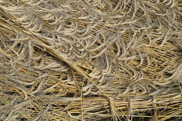 Barley ears lie from the wind after the rain. Yellow, ripe barley.
