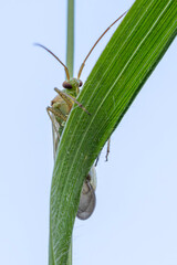 alfalfa plant bug on a leaf