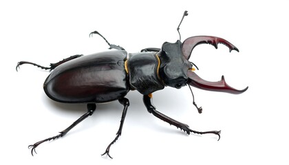 Stag beetle, detailed view