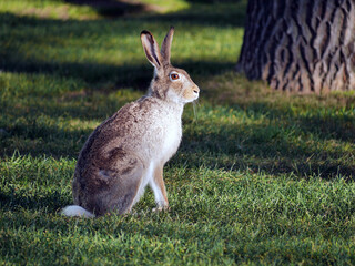 rabbit on the ground