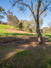 vibrant photos of Playford's landscape transformation. Showcase grant-funded revegetation, mass plantings, and biodiversity at Craigmore Park. Capture spring meadows, young forests
