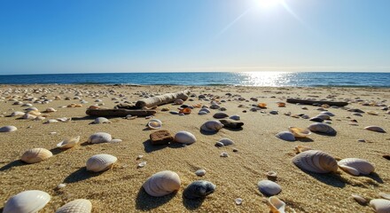 Tranquil beach scene featuring scattered seashells and driftwood under sun