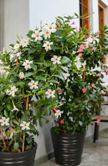 White Mandevilla, Rocktrumpet Flowers in a Pot in Greece 