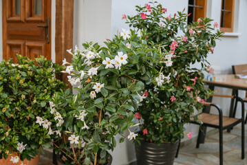 White Mandevilla, Rocktrumpet Flowers in a Pot in Greece 