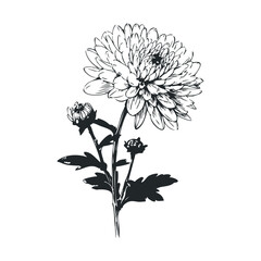 Black and white botanical illustration of chrysanthemum flower with detailed petals