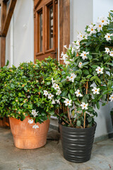White Mandevilla, Rocktrumpet Flowers in a Pot in Greece 