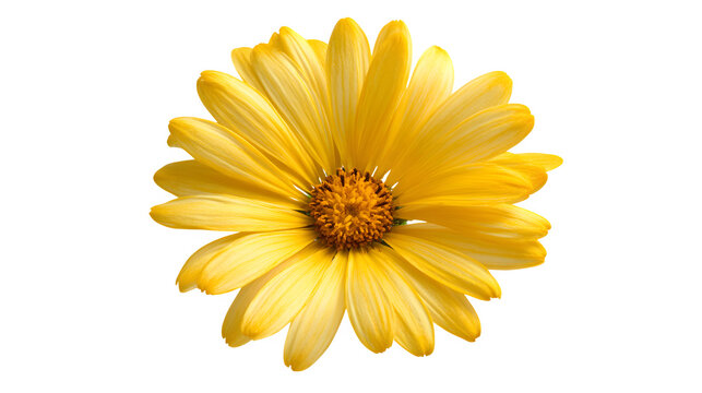A single vibrant yellow daisy opens its petals, symbolizing spring and natural beauty.