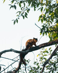 squirrel on tree