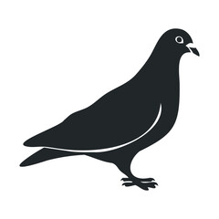 Fototapeta premium Silhouette of a standing pigeon on white background