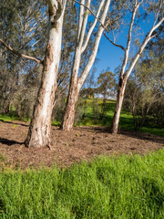 vibrant photos of Playford's landscape transformation. Showcase grant-funded revegetation, mass plantings, and biodiversity at Craigmore Park. Capture spring meadows, young forests