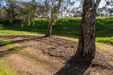 vibrant photos of Playford's landscape transformation. Showcase grant-funded revegetation, mass plantings, and biodiversity at Craigmore Park. Capture spring meadows, young forests