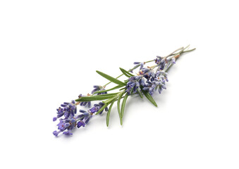 Fragrant lavender flowers and leaves isolated on white