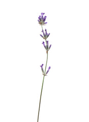Obraz premium One fragrant lavender flower isolated on white
