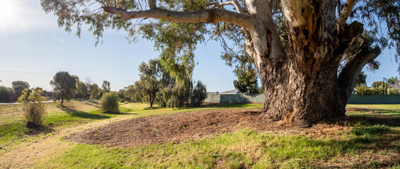 vibrant photos of Playford's landscape transformation. Showcase grant-funded revegetation, mass plantings, and biodiversity at Craigmore Park. Capture spring meadows, young forests