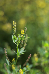 Yellow Wildflower with Green Bokeh Background in Nature