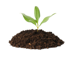 Young plant growing in pile of soil isolated on white